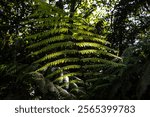 Lush Green Fern Fronds in Tropical Sunlight, Penang Hill, Malaysia