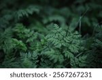 Lush Green Ferns in a Forest Understory with Soft Focus Background