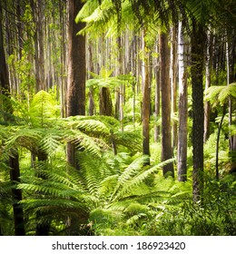 Lush Green Ferns, Tree Ferns And Towering Mountain Ash Along The Black Spur, Victoria, Australia