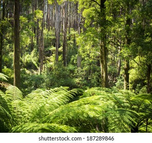 Lush Green Ferns, Tree Ferns And Towering Mountain Ash Along The Black Spur, Victoria, Australia