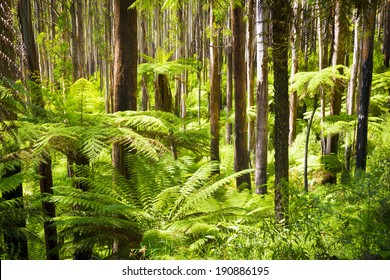 Lush Green Ferns, Tree Ferns And Towering Mountain Ash Along The Black Spur, Victoria, Australia