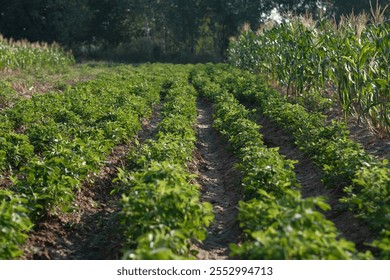 A lush green field showcasing rows of thriving plants surrounded by corn, highlighting the beauty of agricultural landscapes and sustainable farming practices. - Powered by Shutterstock