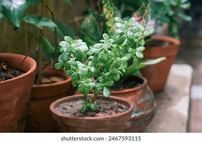 lush green, fleshy leaves of 'good luck' jade plant (Crassula ovata). A popular succulent houseplant that is adaptable and easy-growing. Native to Africa, all parts of this plant are toxic to pets. - Powered by Shutterstock