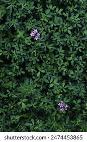 lush green foliage adorned with small purple flowers. concepts: eco-friendly product promotion, gardening websites or articles, backgrounds for graphic design, environmental themes, relaxation themes