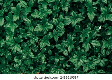 Lush green foliage background featuring vibrant leaves densely packed together, creating a refreshing and natural texture for various uses.