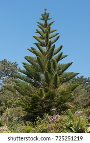 Norfolk Island Pine Hd Stock Images Shutterstock