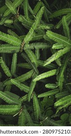 Lush green foliage pattern of tiny leaves filling the frame for organic concept background