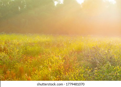 Lush green foliage of trees and yellow and white wild flowers in a misty field at sunrise in an early summer morning - Powered by Shutterstock