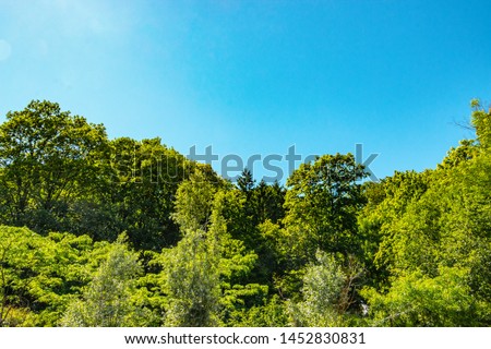 lush green foliage of treetops under the bright blue summer sky