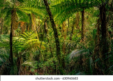 152,148 Bush jungle Images, Stock Photos & Vectors | Shutterstock