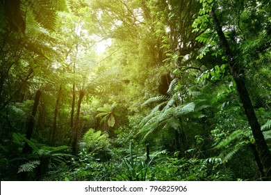 Lush green foliage in tropical jungle 