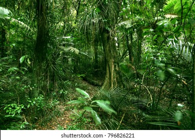 Lush Green Foliage Tropical Jungle Stock Photo 796826221 | Shutterstock