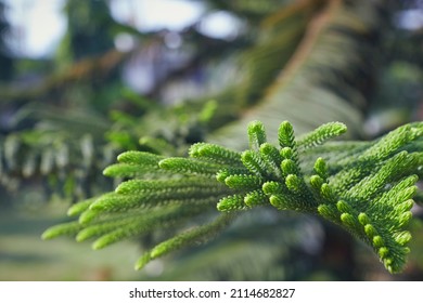 Lush Green Foliages Of Araucaria Heterophylla, Commonly Known As Norfolk Island Pine. A Species Of Conifer (cone Bearing Seed Plants) And Often Grown As Houseplant.