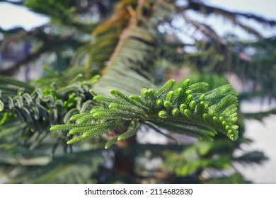 Lush Green Foliages Of Araucaria Heterophylla, Commonly Known As Norfolk Island Pine. A Species Of Conifer (cone Bearing Seed Plants) And Often Grown As Houseplant.