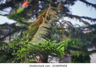 Lush Green Foliages Of Araucaria Heterophylla, Commonly Known As Norfolk Island Pine. A Species Of Conifer (cone Bearing Seed Plants) And Often Grown As Houseplant.