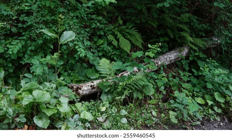 Lush green forest floor with ferns and foliage surrounding a fallen log. - Powered by Shutterstock