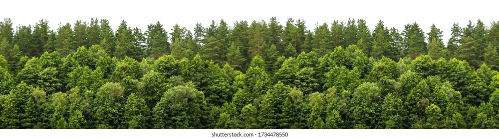 Lush green forest on the horizon is isolated. The edge of a forest with deciduous and coniferous trees, natural background. Wide size - Shutterstock ID 1734478550