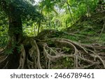 A lush green forest scene with a complex network of tree roots sprawling across the forest floor.