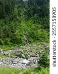 Lush green forest with a small cascading stream flowing down a rocky hillside.