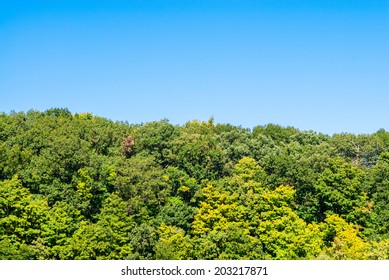 Lush Green Forest Tree Line Against Clear Blue Sky.