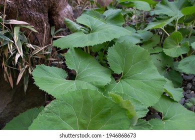Lush green fresh butterbur leaves growing wildly in the forest.