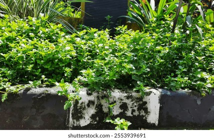 Lush Green Garden With Dense Mint Plants In Daylight - Powered by Shutterstock