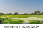 Lush green grass and sprawling trees grow in the swampy area. Duckweed on the surface of the water. Blue sky. Copy space. India. Keoladeo Bird Sanctuary. Bharatpur