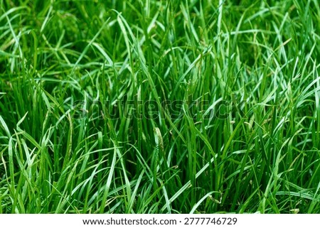 Lush green grass texture in spring