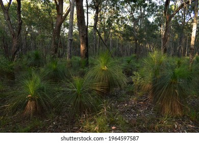 Lush Green Grass Trees Growing In Dry Eucalypt Forest