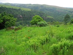  LUSH GREEN GRASS AND WILD FLOWERS ON A HILL                              