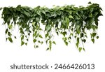 Lush green hanging ivy foliage isolated, depicting a natural and serene ambiance