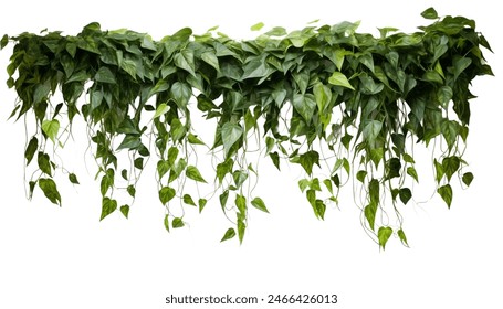 Lush green hanging ivy foliage isolated, depicting a natural and serene ambiance - Powered by Shutterstock