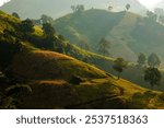 Lush green hills bathed in golden sunlight create serene landscape, showcasing beauty of nature with rolling terrain and scattered trees.,baanphawiang ,Pua,Nan, thailand