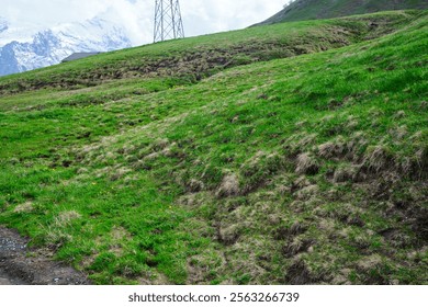 A lush green hillside in Grindelwald, Switzerland, features scattered wildflowers and rocky terrain. A power tower rises against a backdrop of snow-capped mountains.   - Powered by Shutterstock