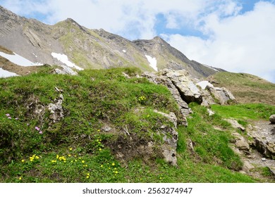 Lush green hillside in Grindelwald, Switzerland, featuring colorful wildflowers amid rocky terrain and majestic mountain backdrop under a partly cloudy sky. - Powered by Shutterstock