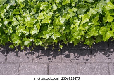 Lush Green Ivy Texture Background, Crepeper Green Hedge, Wall of Hedera Helix, Creeper Foliage Pattern, Ivy Carpet, Beautiful Natural Ivy Background