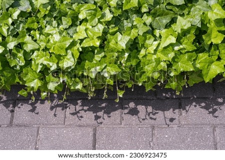 Lush Green Ivy Texture Background, Crepeper Green Hedge, Wall of Hedera Helix, Creeper Foliage Pattern, Ivy Carpet, Beautiful Natural Ivy Background
