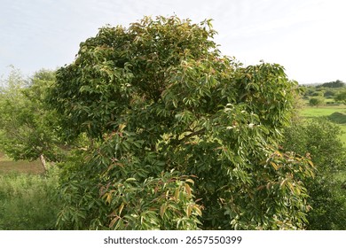 A lush green Java Plum tree (Syzygium cumini), also known as Indian Blackberry or Jamun tree, captured without any visible fruits. The tree is known for its dense foliage.
