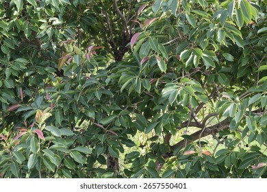 A lush green Java Plum tree (Syzygium cumini), also known as Indian Blackberry or Jamun tree, captured without any visible fruits. The tree is known for its dense foliage.