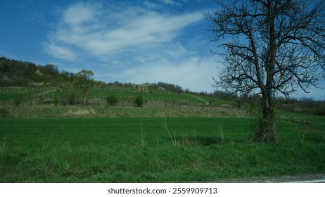 Lush green landscape with a solitary tree under a bright blue sky. - Powered by Shutterstock