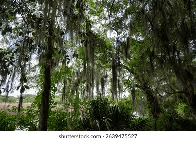 Lush green landscape with Spanish moss hanging from trees near a tranquil riverbank