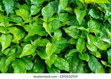 Lush green leaf texture background, nature's intricate details, perfect for eco-themed designs and vibrant concepts.Captivating green leaf texture background. 