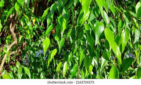 Lush Green Leafy Tree Background