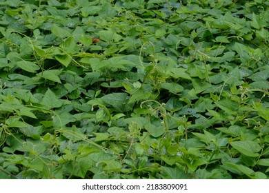 Lush Green Leafy Tree Background