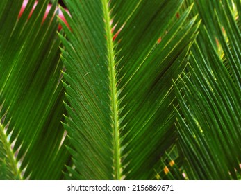 The Lush, Green Leaves Of A Healthy Sago Palm Plant.