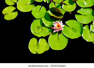 Lush green lily pad plants growing in dark water with blossom growth - Powered by Shutterstock