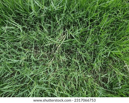 Lush Green Meadow: Captivating Grass Texture