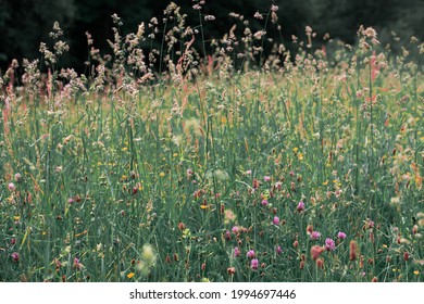 Lush Green Meadow Wildflowers Tall Grass Stock Photo 1994697446 ...