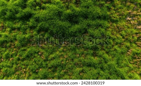 Lush green moss carpeting the forest floor, a vibrant symbol of nature's serene beauty