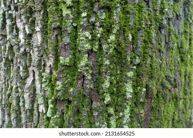 Lush Green Moss And Lichen On Bark Of Black Poplar Tree